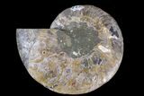 Cut & Polished Ammonite Fossil (Half) - Madagascar #166909-1